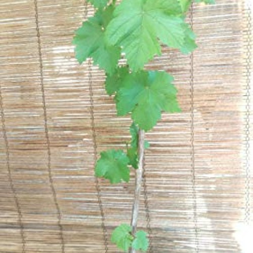 Thompson Seedless Grape Vine Live Plant Hgar168