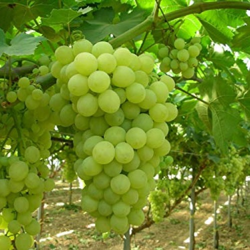 Thompson Seedless Grape Vine Live Plant Hgar168