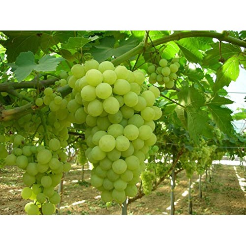 Thompson Seedless Grape Vine Live Plant Hgar168