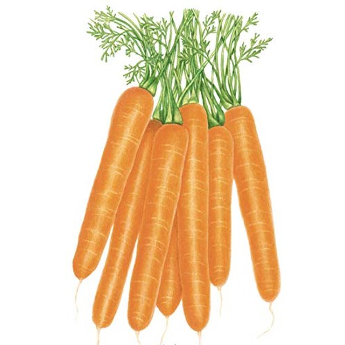 BOTANICAL INTERESTS Organic Carrot Scarlet Nantesseed, 1 EA