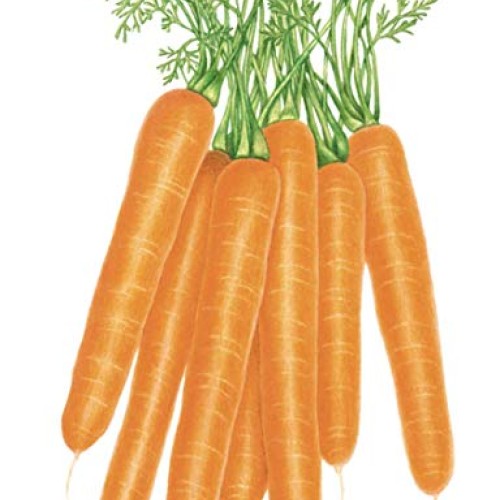 BOTANICAL INTERESTS Organic Carrot Scarlet Nantesseed, 1 EA