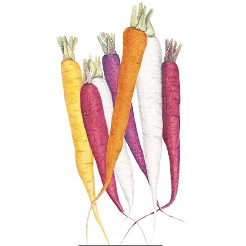 Botanical Interests, Seed Carrot Carnival Blend Organic, 1 Count