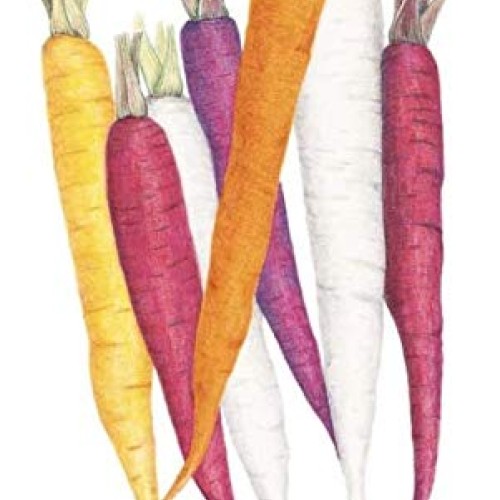 Botanical Interests, Seed Carrot Carnival Blend Organic, 1 Count