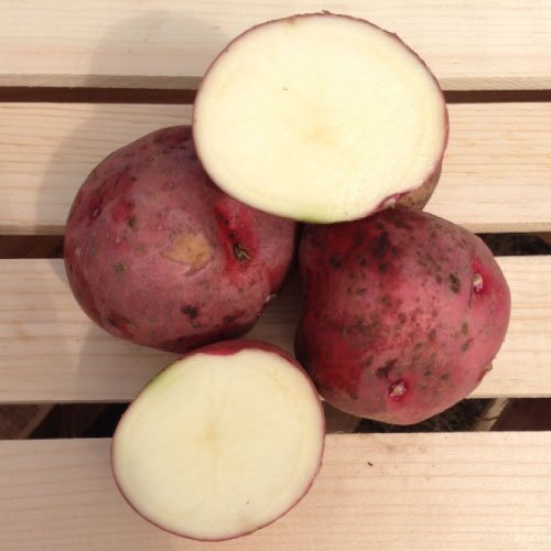 Red Pontiac Seed Potatoes 5lbs.