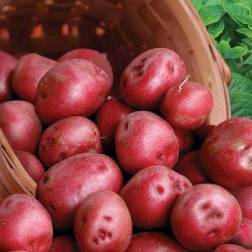 Red Pontiac Seed Potatoes 5lbs.