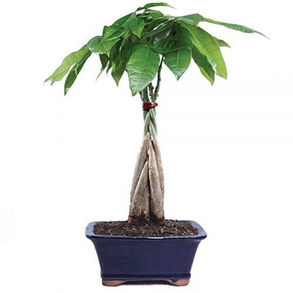 Brussels Bonsai Live Money Indoor Bonsai Tree-4 Years Old 10 to ...