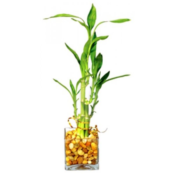 Brussels Lucky Bamboo 5 Stalk Straight - Small - Indoor