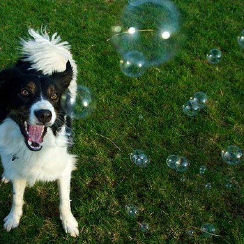 Bubbletastic Dog Bubbles 8oz. Refill Bottle of Bacon Bubble Solution