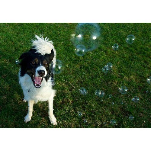 Bubbletastic Dog Bubbles 8oz. Refill Bottle of Bacon Bubble Solution