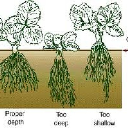Jewel Organic Grown Strawberry Plants Pack of 10 Bare Roots - ON...
