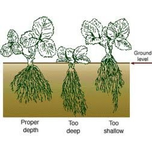 Jewel Organic Grown Strawberry Plants Pack of 10 Bare Roots - ON...
