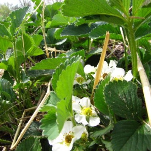 Jewel Organic Grown Strawberry Plants Pack of 10 Bare Roots - ON...