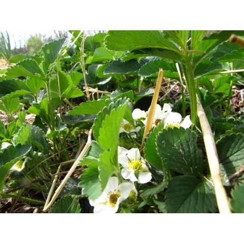 Jewel Organic Grown Strawberry Plants Pack of 10 Bare Roots - ON...