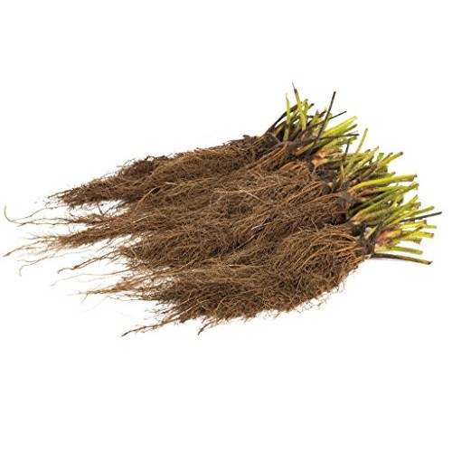 Jewel Organic Grown Strawberry Plants Pack of 10 Bare Roots - ON...