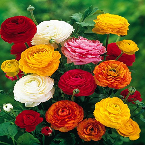 Ranunculus Asiaticus, Mixed Colors 20 Bulbs