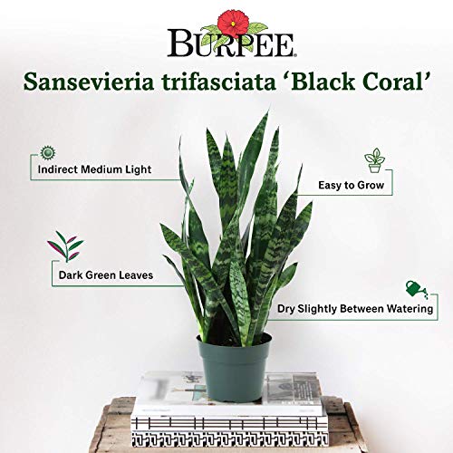 Burpee Black Coral Snake Sansevieria trificiata | Indirect Mediu...