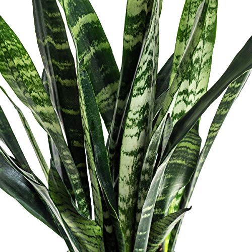 Burpee Black Coral Snake Sansevieria trificiata | Indirect Mediu...