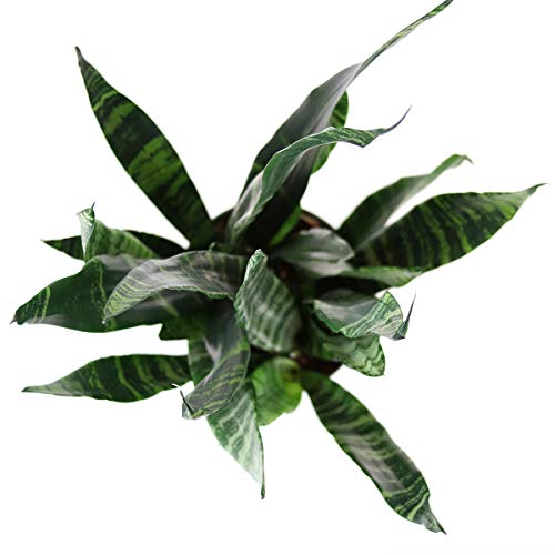 Burpee Black Coral Snake Sansevieria trificiata | Indirect Mediu...