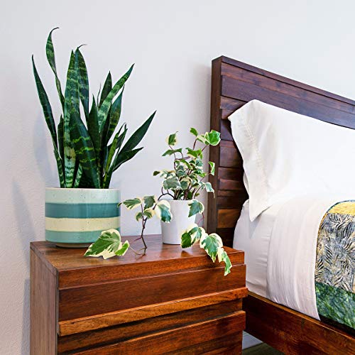Burpee Black Coral Snake Sansevieria trificiata | Indirect Mediu...