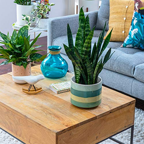 Burpee Black Coral Snake Sansevieria trificiata | Indirect Mediu...
