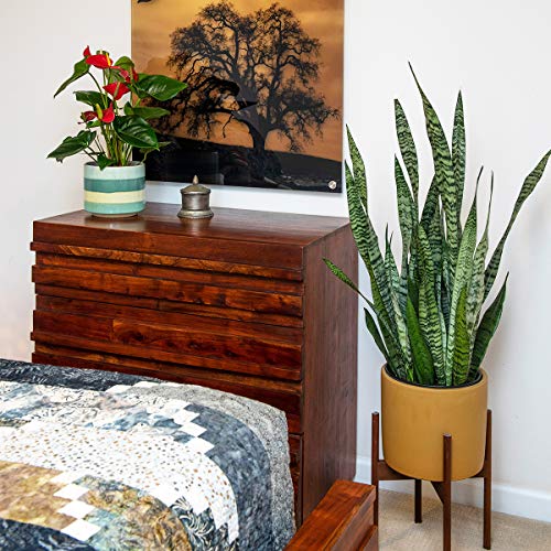 Burpee Black Coral Snake Sansevieria trificiata | Indirect Mediu...