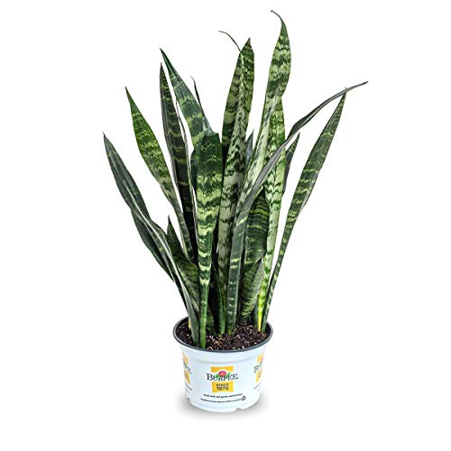 Burpee Black Coral Snake Sansevieria trificiata | Indirect Mediu...
