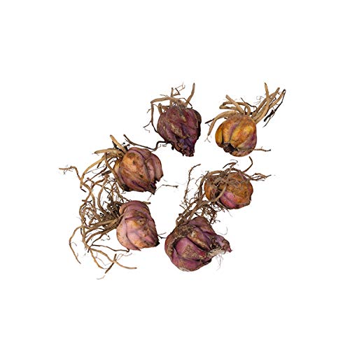 Burpee Fragrant Wedding Bells Lily 6 Flowering Bulbs, 14-16 cm Ci...