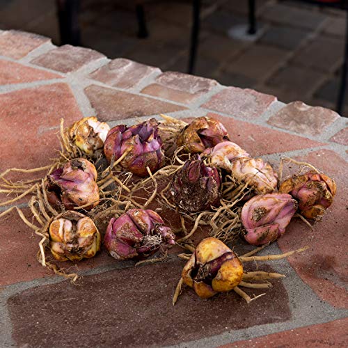 Burpee Fragrant Wedding Bells Lily 6 Flowering Bulbs, 14-16 cm Ci...