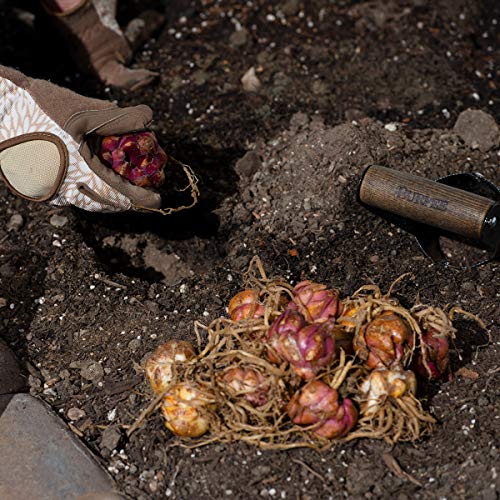 Burpee Fragrant Wedding Bells Lily 6 Flowering Bulbs, 14-16 cm Ci...