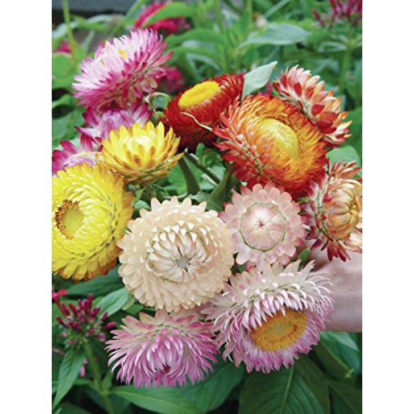 Burpee Tall Mixed Colors Strawflower Seeds 750 Seeds