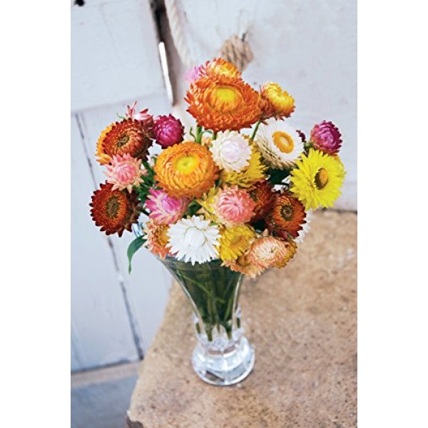 Burpee Tall Mixed Colors Strawflower Seeds 750 seeds
