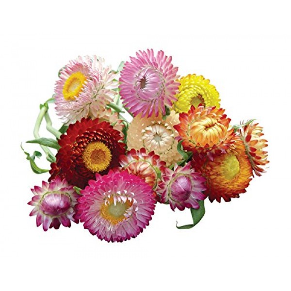 Burpee Tall Mixed Colors Strawflower Seeds 750 Seeds