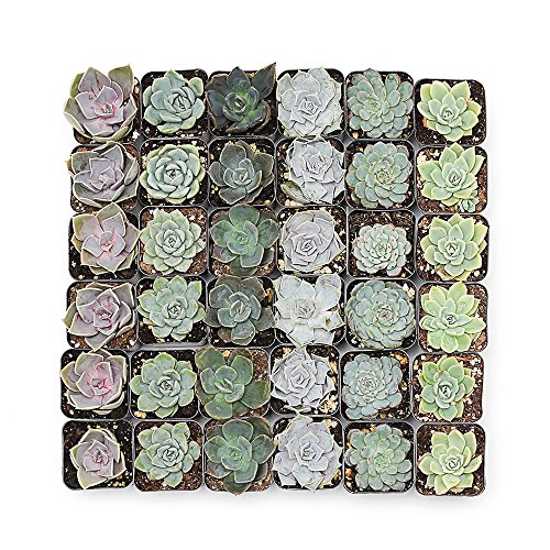 CAL Farms 2” Rosettes Succulents - for Weddings, Private Parties, ...
