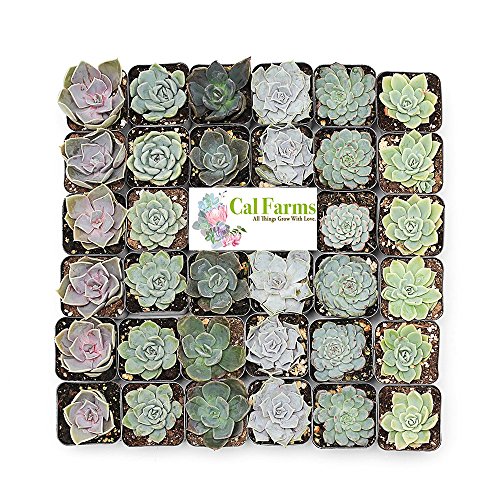 CAL Farms 2” Rosettes Succulents - for Weddings, Private Parties, ...