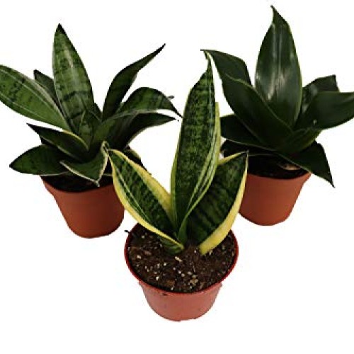 3 Snake Plant - Sansevieria Assorted Variety from California Tropi...