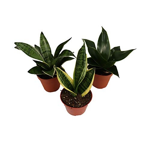 3 Snake Plant - Sansevieria Assorted Variety from California Tropi...