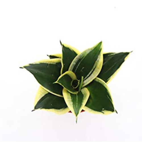 Snake Plant Sansevieria Black Gold - 4 from California Tropicals