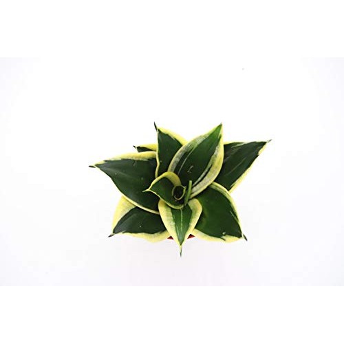 Snake Plant Sansevieria Black Gold - 4 from California Tropicals