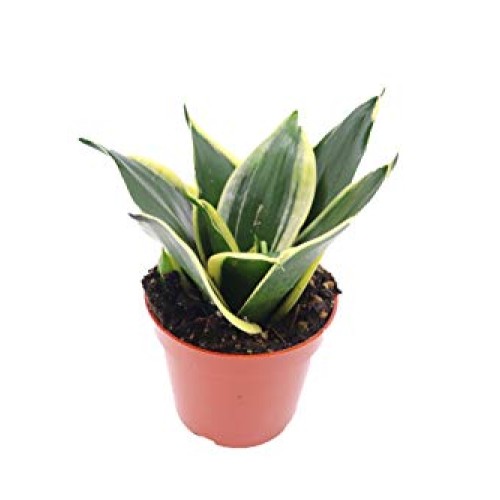 Snake Plant Sansevieria Black Gold - 4 from California Tropicals