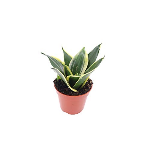 Snake Plant Sansevieria Black Gold - 4 from California Tropicals