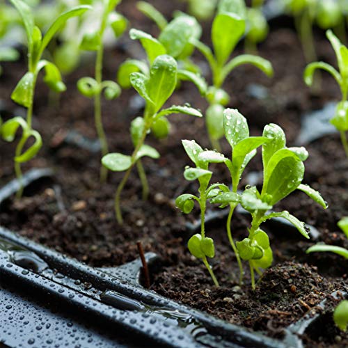 Combo Pack 15-Pack Seed Starter Trays and 100-Pack Plastic Plant...