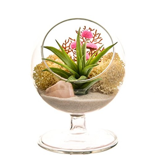 Bliss Gardens Air Plant Terrarium Kit - 4 Round Glass - Pretty Pi...