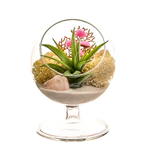 Bliss Gardens Air Plant Terrarium Kit - 4 Round Glass - Pretty Pi...