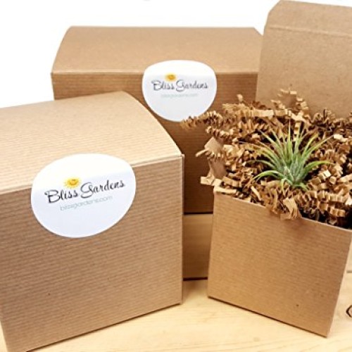 Bliss Gardens Air Plant Terrarium Kit - 4 Round Glass - Pretty Pi...
