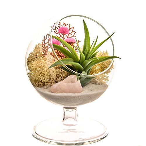 Bliss Gardens Air Plant Terrarium Kit - 4 Round Glass - Pretty Pi...