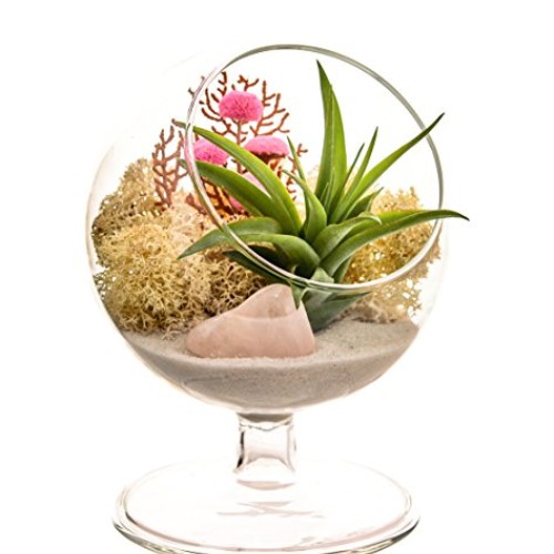 Bliss Gardens Air Plant Terrarium Kit - 4 Round Glass - Pretty Pi...