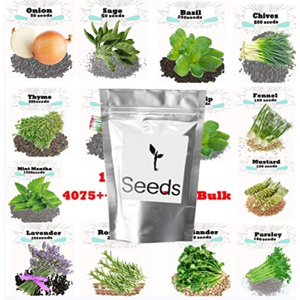 4075+ Seeds Super Herb Bulk 11 Varieties Peppermint, Rosemary, Lav...