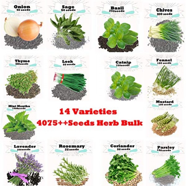 4075+ Seeds Super Herb Bulk 11 Varieties Peppermint, Rosemary, Lav...