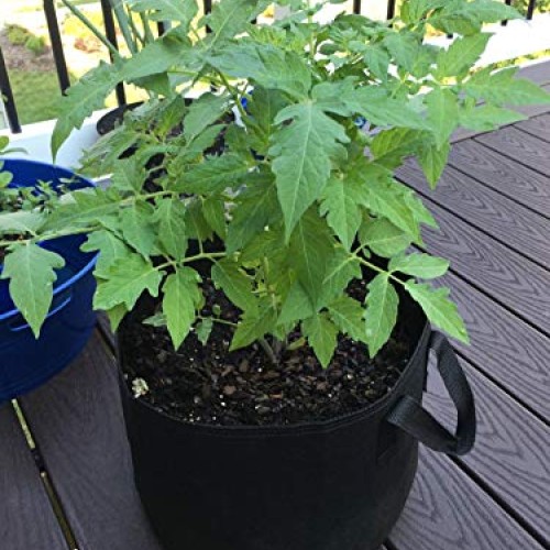 Cavisoo 10-Pack 3 Gallon Plant Grow Bags, Heavy Duty 300G Thickene...