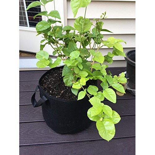 Cavisoo 24-Pack 5 Gallon Grow Bags, Heavy Duty Thickened Non-Woven...